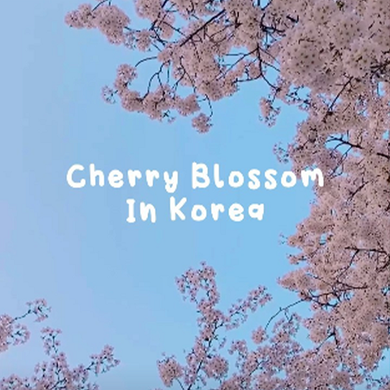 Cherry Blossom in Korea🌸أزهار الكرز في كوريا🌸